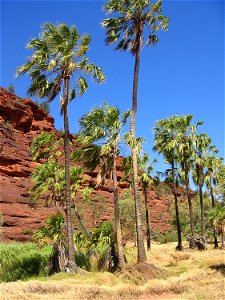 Central Australian Cabbage Palm (Livistona mariae), Palm Valley, Finke Gorge National Park, Northern Territory, Australia