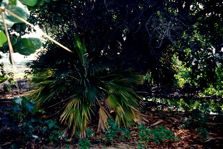 Pritchardia affinis