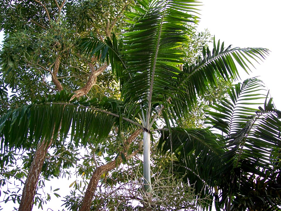 Infructesence, crownshaft and crown of Veitchia arecina (Montgomery Palm)