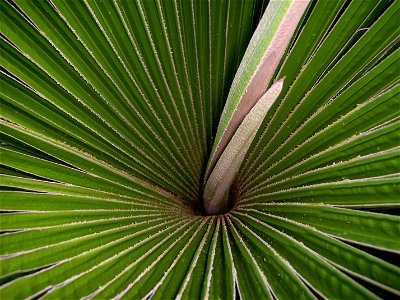 Copernicia macroglossa leaf and new leaf spears - note distinct, tometose midribs