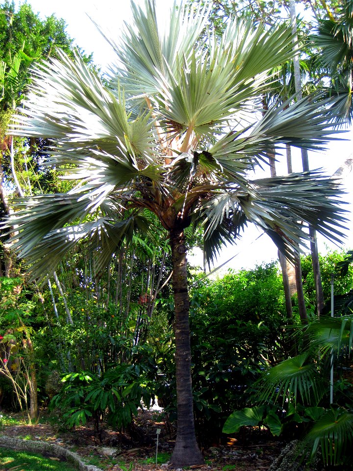 Latania loddigesii - The Kampong, Coconut Grove, Florida, USA.