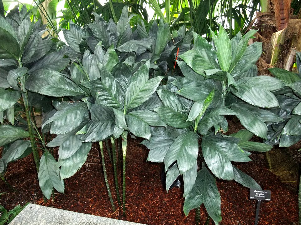 A photograph of Chamaedorea metallica.