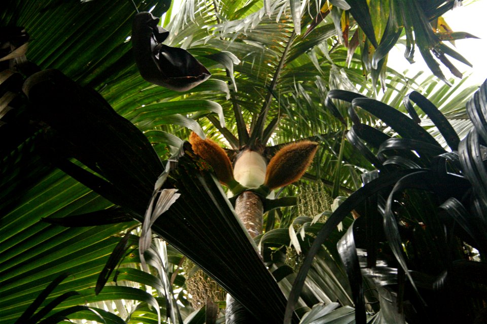Deckenia nobilis on the Seychelles islands, Mahe, Vallee de Mai