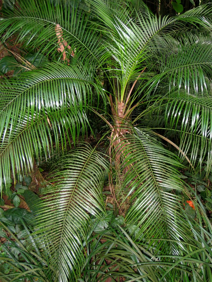 Lytocaryum wedellianum — in Lyon Arboretum, Oahu, Hawaii, USA.