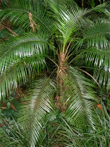 Lytocaryum wedellianum — in Lyon Arboretum, Oahu, Hawaii, USA.