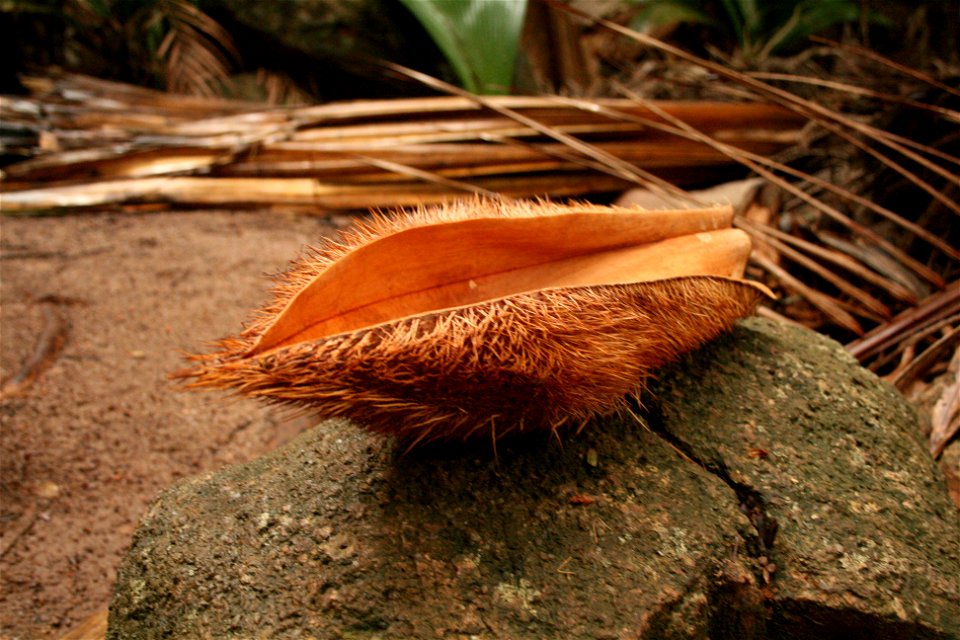 Deckenia nobilis on the Seychelles islands, Mahe, Vallee de Mai