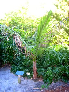 Miami Beach Botanical Garden, Miami Beach, Florida, USA.