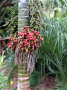 Fruits of Hedyscepe canterburyana, a palm endemic to Lord Howe Island, Australia. Specimen in cultivation at South Pacific Palms, Kerikeri, New Zealand. The fruits take four years to ripen, and it is 