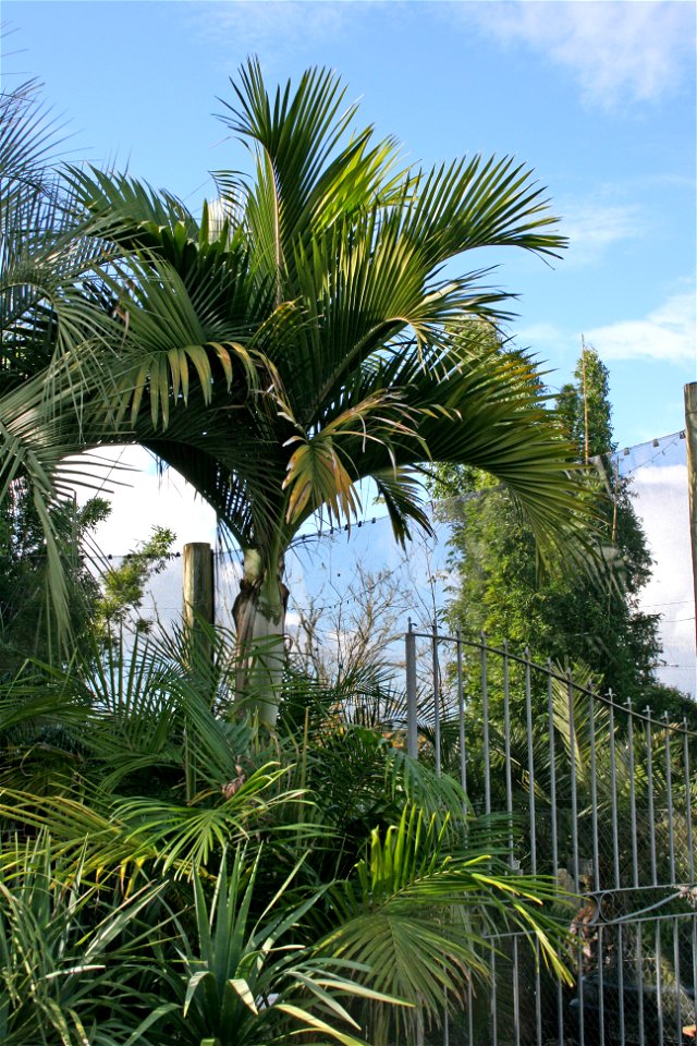 Hedyscepe canterburyana, a palm endemic to Lord Howe Island, Australia. Specimen in cultivation at Kerikeri, New Zealand.