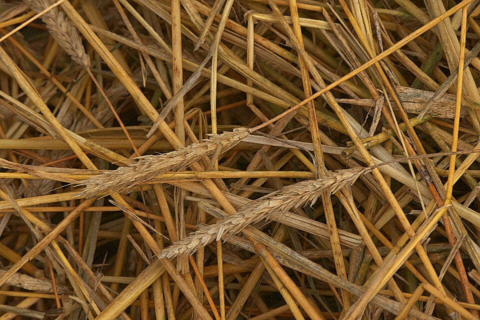 Harvested cornfield wheat