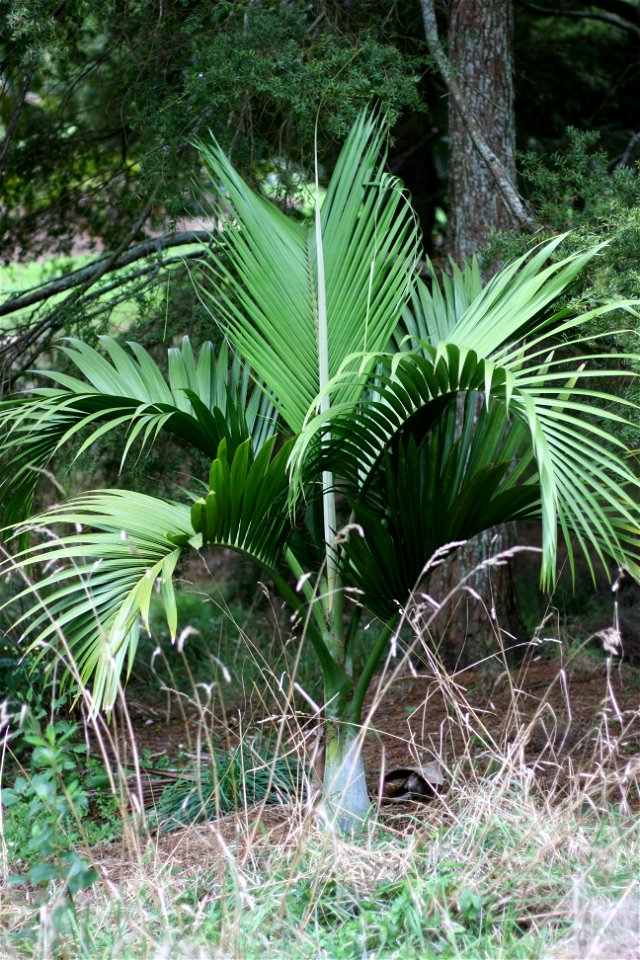 Hedyscepe canterburyana, native to Lord Howe Island. Specimens in cultivation at Auckland Botanic Gardens, Manukau City, New Zealand.