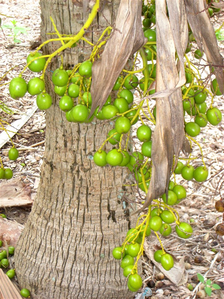 Pritchardia schattaueri specimen in Koko Crater Botanical Garden, Honolulu, Hawaii, USA.