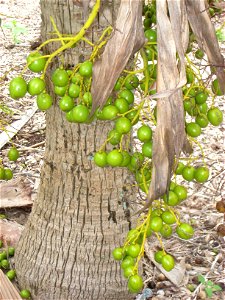 Pritchardia schattaueri specimen in Koko Crater Botanical Garden, Honolulu, Hawaii, USA.