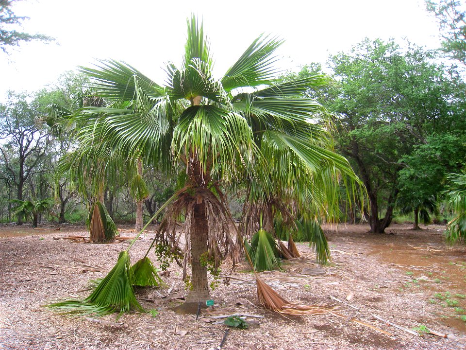 Pritchardia schattaueri specimen in Koko Crater Botanical Garden, Honolulu, Hawaii, USA.