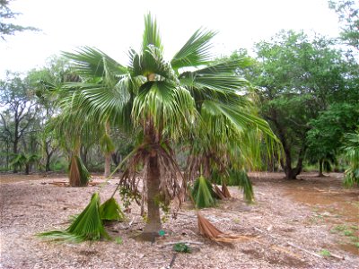 Pritchardia schattaueri specimen in Koko Crater Botanical Garden, Honolulu, Hawaii, USA.