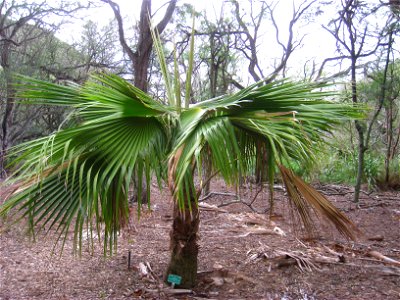 Pritchardia schattaueri specimen in Koko Crater Botanical Garden, Honolulu, Hawaii, USA.