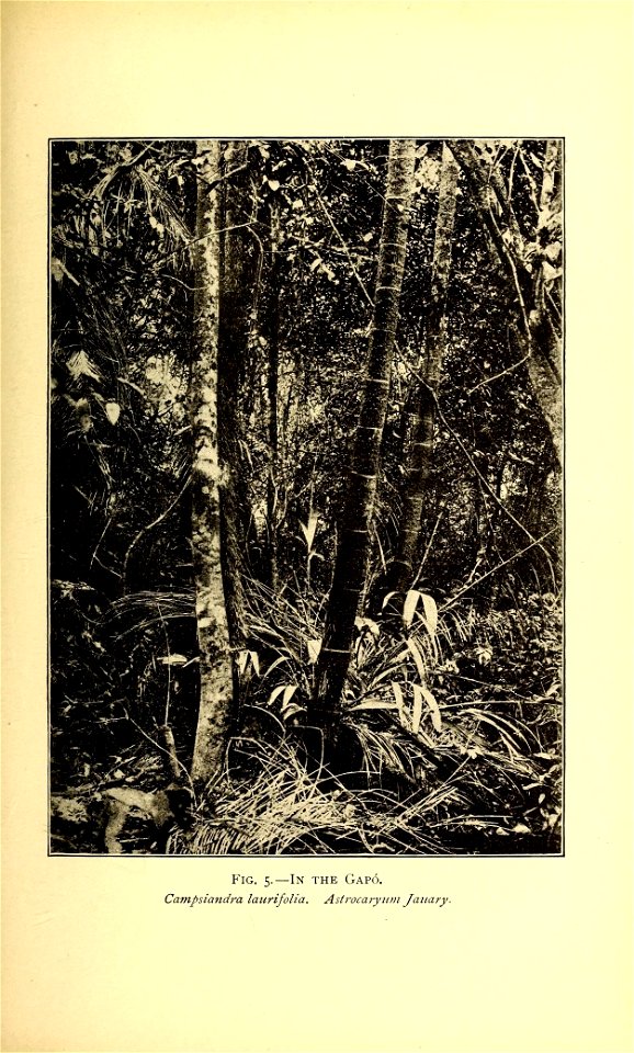 Notes of a botanist on the Amazon & Andes
London,Macmillan and co., limited,1908.

<a href="https://biodiversitylibrary.org/page/47391707" rel="noreferrer nofollow">biodiversitylibrary.org/p