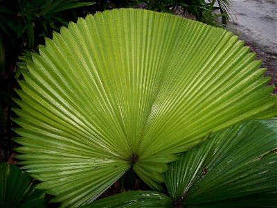 New Licuala peltata leaf