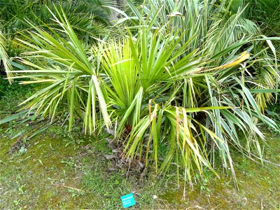 Livistona decipiens specimen in the Jardin d'oiseaux tropicaux, La Londe-les-Maures, France.