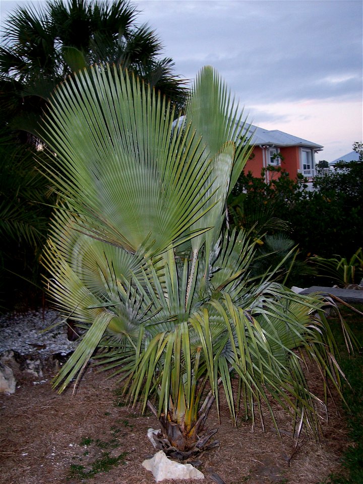 Copernicia baileyana in Tampa, Florida
