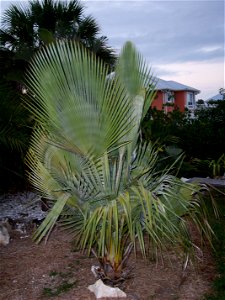 Copernicia baileyana in Tampa, Florida