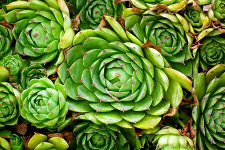 Succulents garden outlet