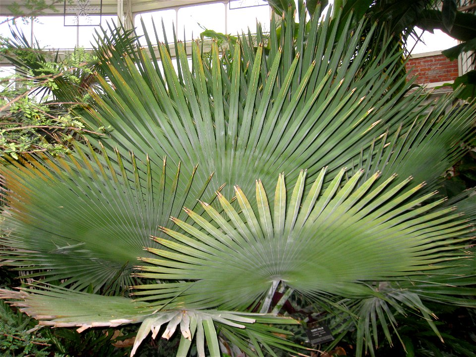 Copernicia baileyana specimen in the Buffalo and Erie Country Botanical Gardens, Buffalo, New York, USA.