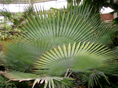 Copernicia baileyana specimen in the Buffalo and Erie Country Botanical Gardens, Buffalo, New York, USA.