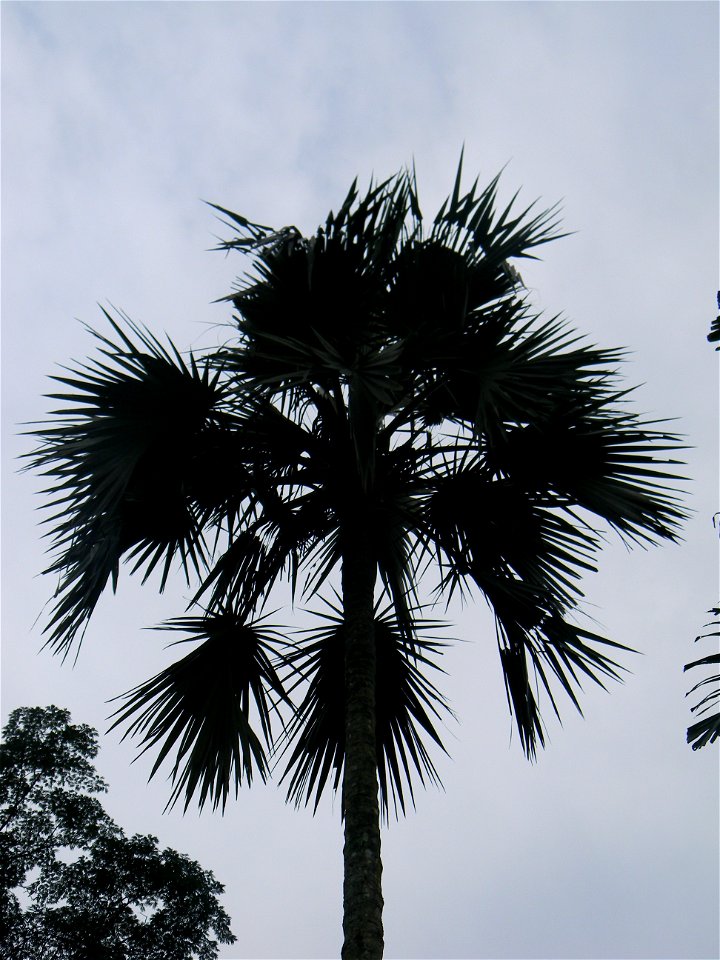 Latania verschaffeltii Bogor