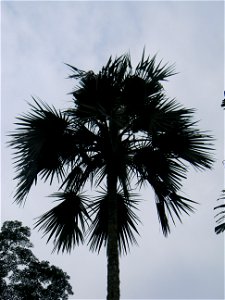 Latania verschaffeltii Bogor