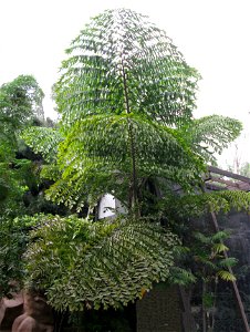 Caryota species in San Diego Zoo, showing strongly bipinnate leaves photo