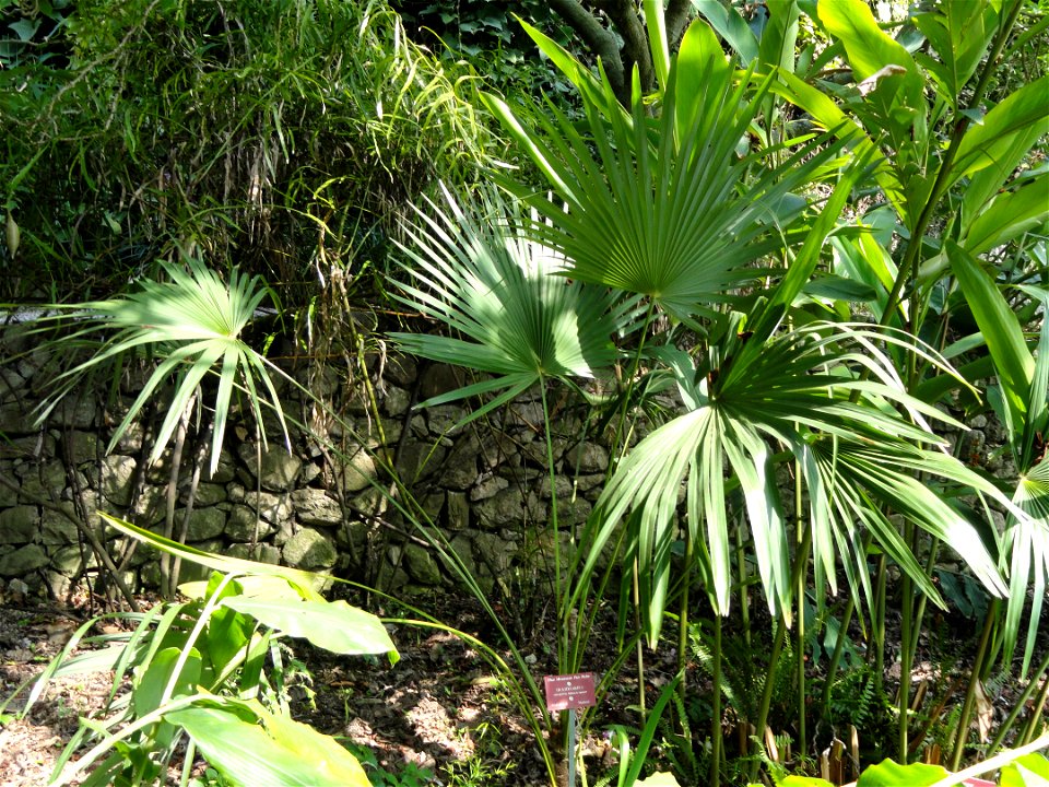 Trachycarpus oreophilus specimen in the Jardin botanique du Val Rahmeh, Menton, Alpes-Maritimes, France.