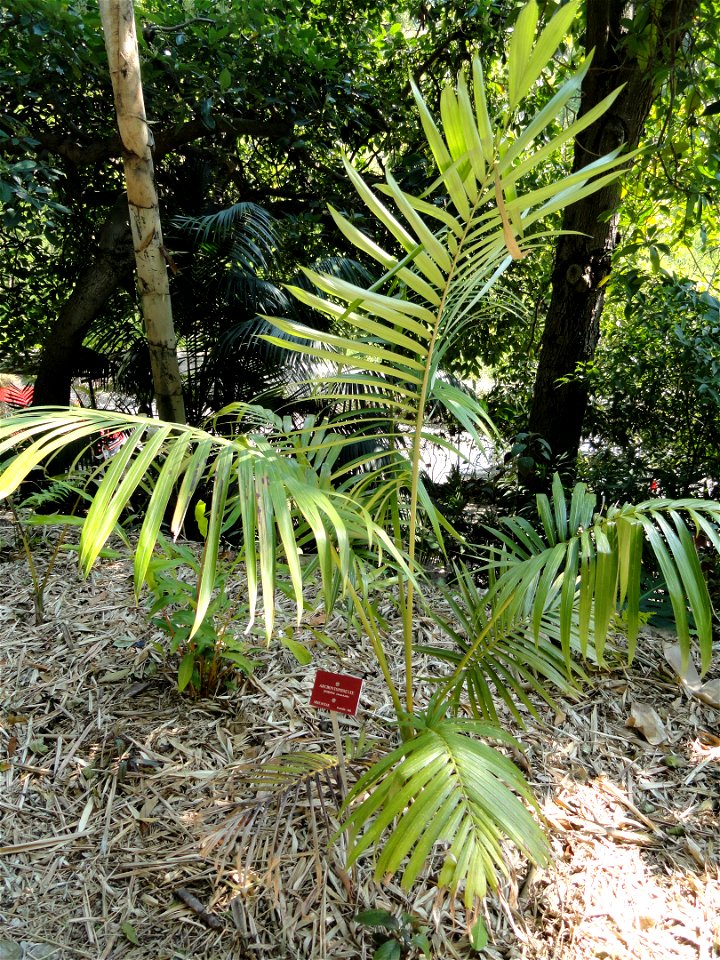 Archontophoenix purpurea specimen in the Jardin botanique du Val Rahmeh, Menton, Alpes-Maritimes, France.