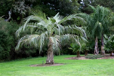 Parajubaea cocoides, specimen at Auckland Botanic Gardens, Manukau City, New Zealand photo