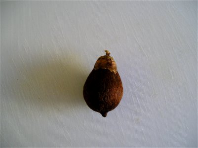 Brejauva Fruit - Astrocaryum aculeatissimum (Schott) Burret photo