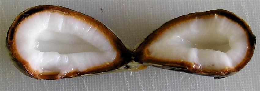 Brejauva Fruit - opened coconut - Astrocaryum aculeatissimum (Schott) Burret photo