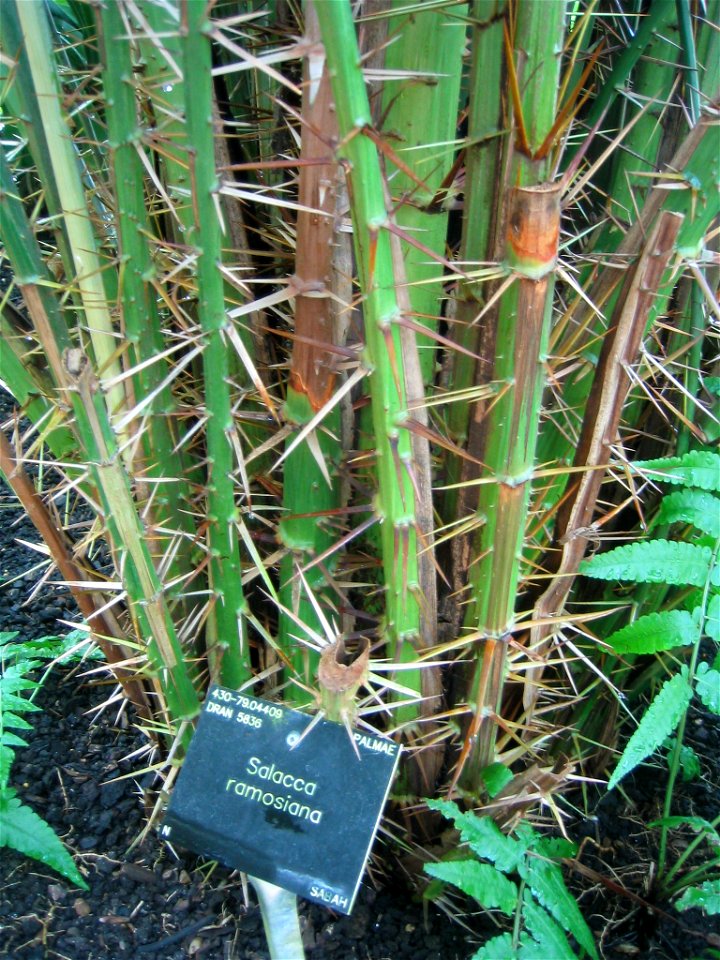 Taken by David Thornton at Kew Gardens 2007.