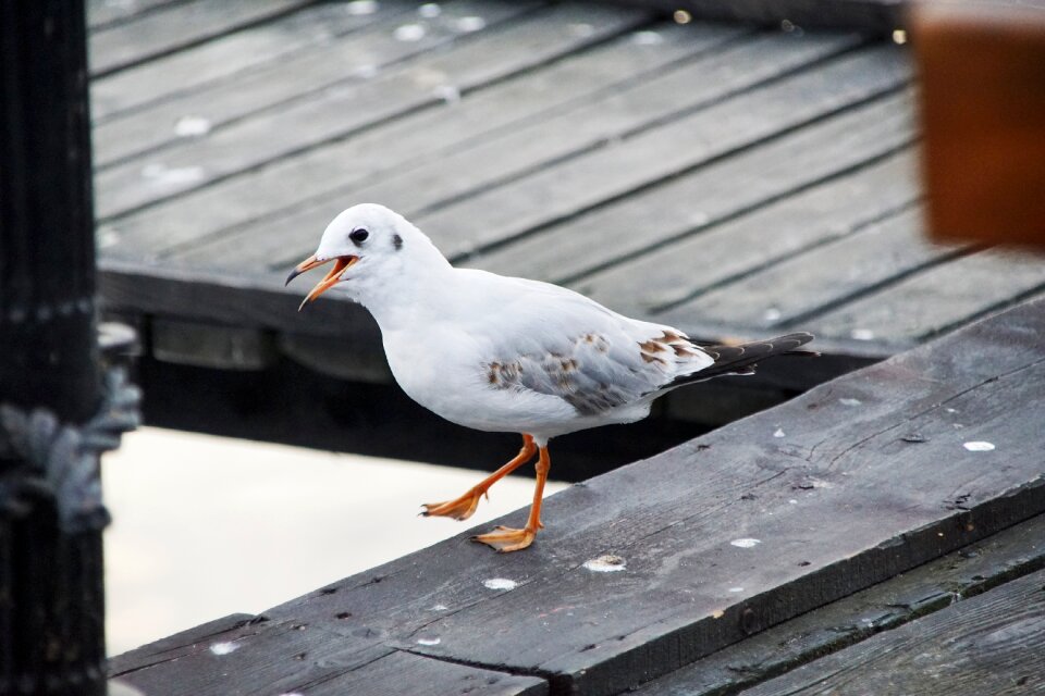 The pier bird the baltic sea