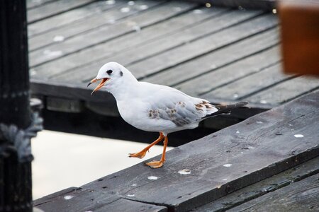 The pier bird the baltic sea photo