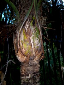 Thrinax excelsa growing point photo