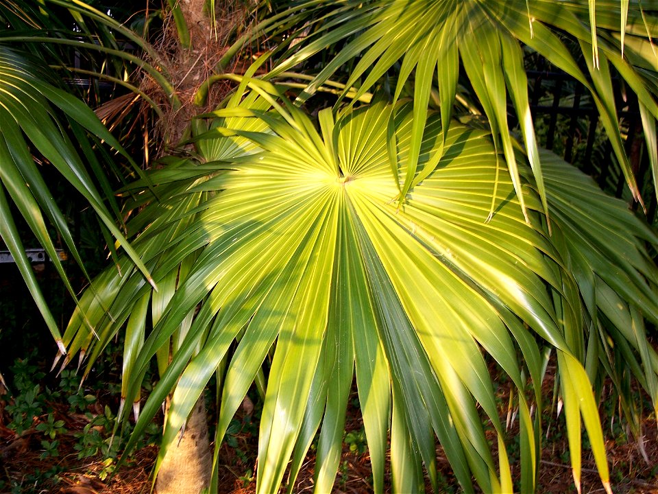 Thrinax excelsa leaf Tampa, Florida
