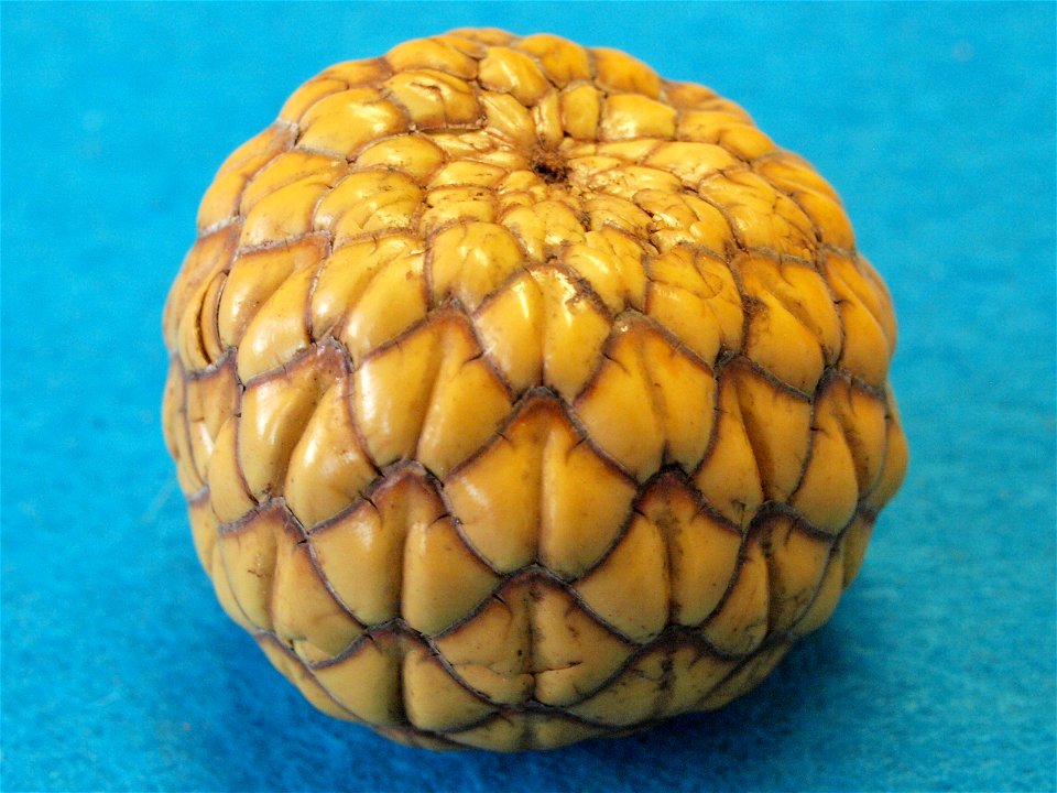 rumbia fruit
tapioca warburgii
indonesia
vanuatu - sago palm
sago

May 11, 2015