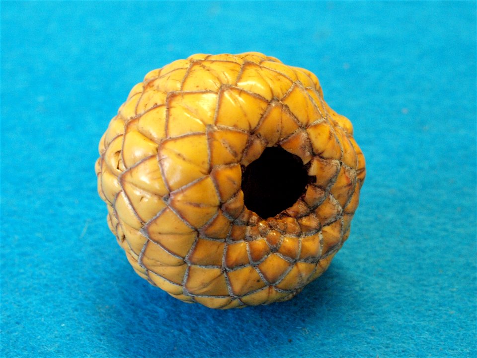 rumbia fruit
tapioca warburgii
indonesia
vanuatu - sago palm
sago

May 11, 2015