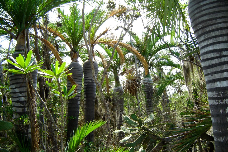 Forest of Pseudophoenix ekmanii near Oviedo, Dominican Republic