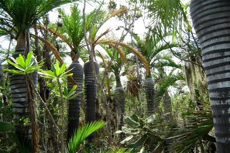 Forest of Pseudophoenix ekmanii near Oviedo, Dominican Republic photo