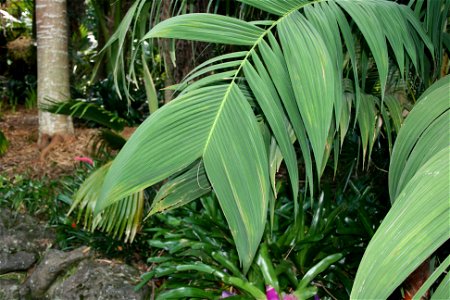 or Red Crownshaft Palm. Native to Central and western South America where it grows in cloud forest. This is a young specimen growing in cultivation at Kerikeri, New Zealand
