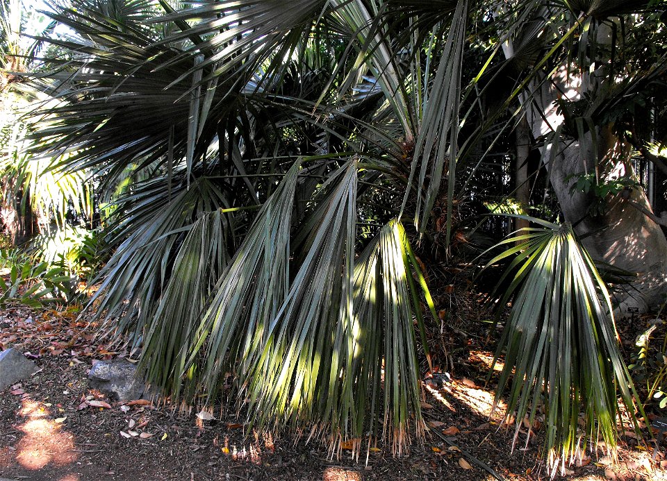 Trithrinax acanthocoma at the San Diego Zoo, California, USA. Identified by sign.