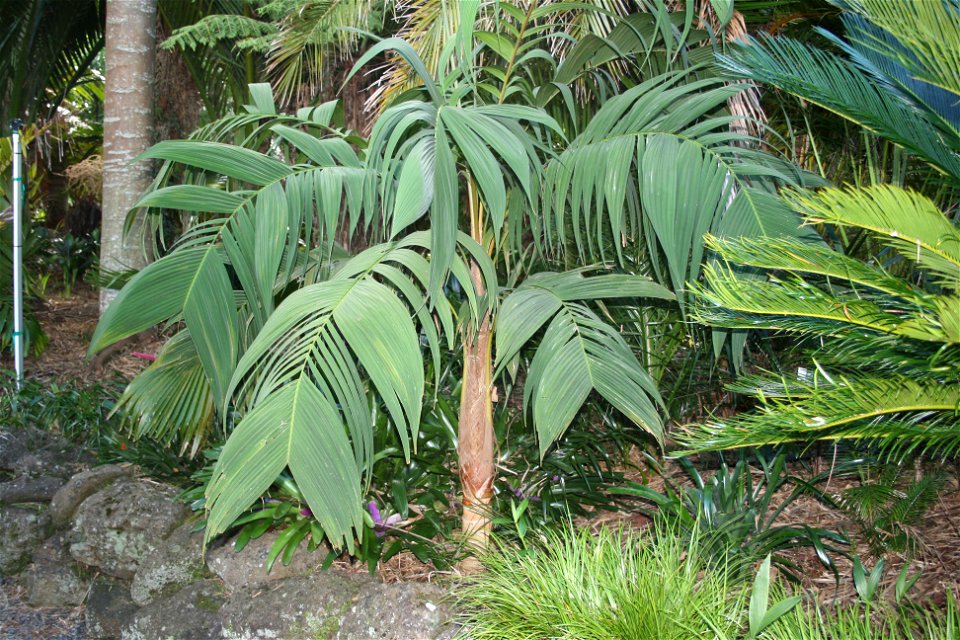 or Red Crownshaft Palm. Native to Central and western South America where it grows in cloud forest. This is a young specimen growing in cultivation at Kerikeri, New Zealand