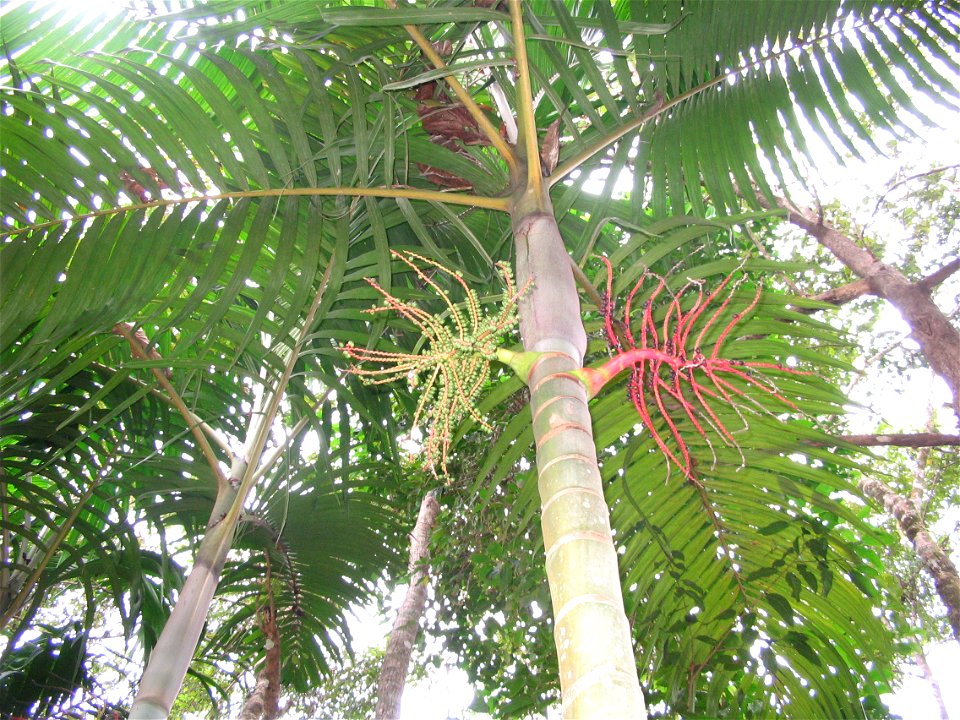 Pinanga andamanensis at JNTBGRI Field Gene Bank