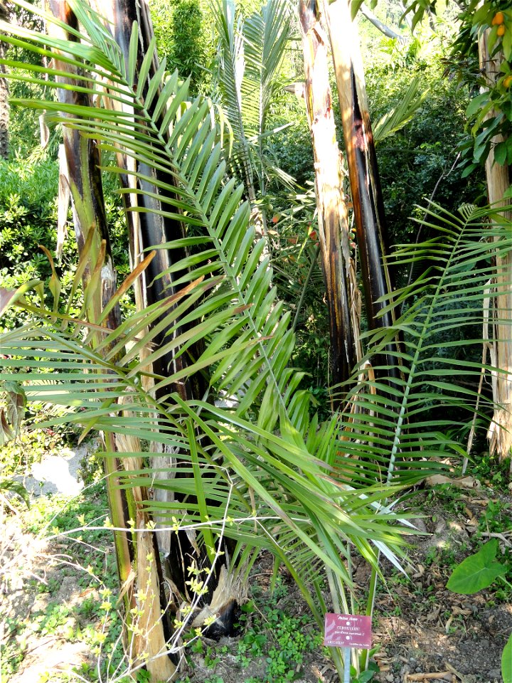 Ceroxylon parvifrons specimen in the Jardin botanique du Val Rahmeh, Menton, Alpes-Maritimes, France.